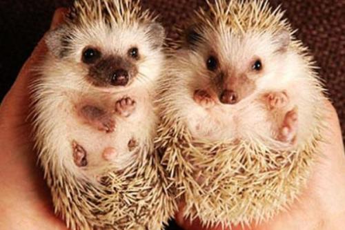 刺猬浑身都是宝,刺猬养殖技术大全