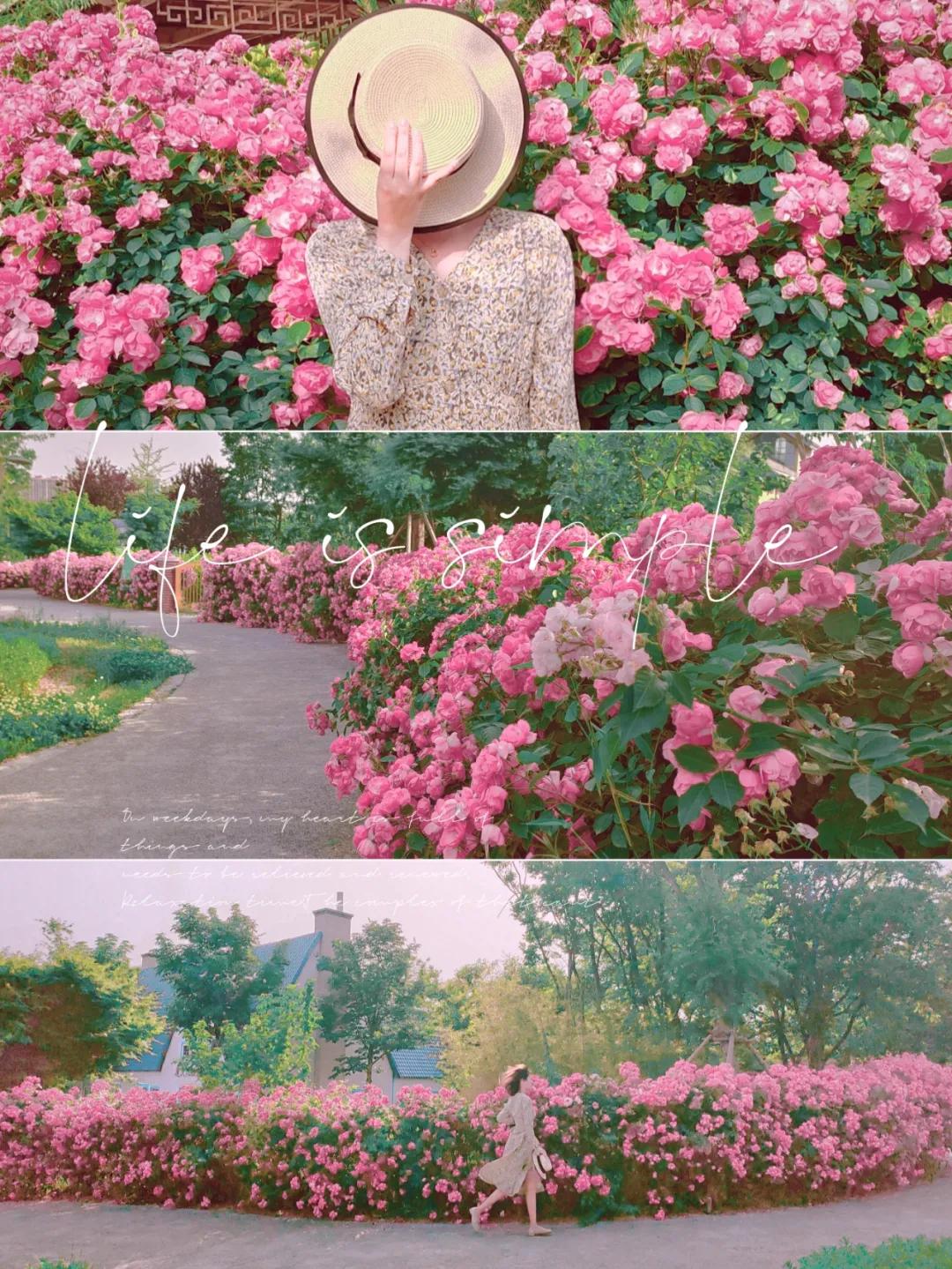 青岛粉黛花海拍照,青岛好看的拍照地怎么拍