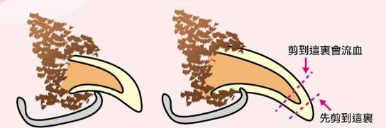 狗狗指甲不齐,狗狗的指甲会有疾病吗