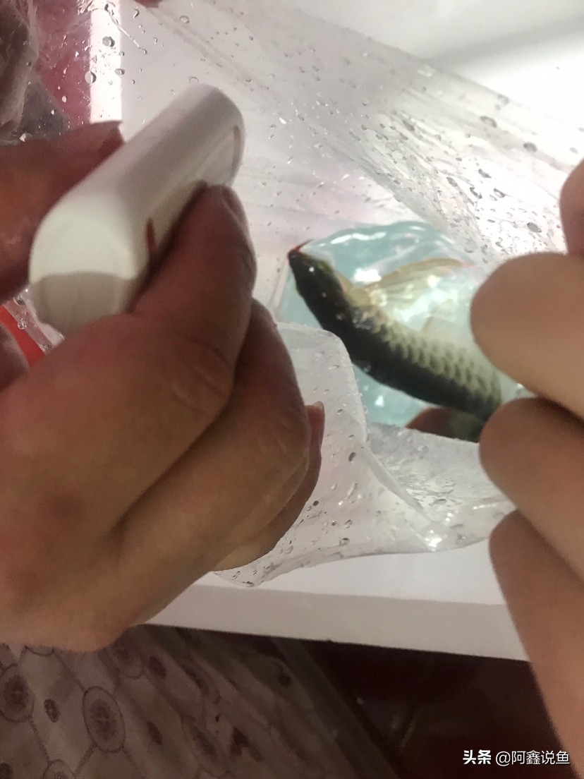 红龙蒙眼用什么药最好,红龙蒙眼很厉害怎么办