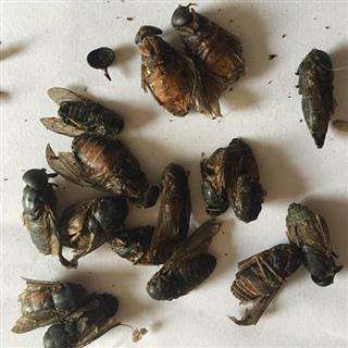 长得像苍蝇的可怕昆虫,10种在家就能找到的可怕昆虫