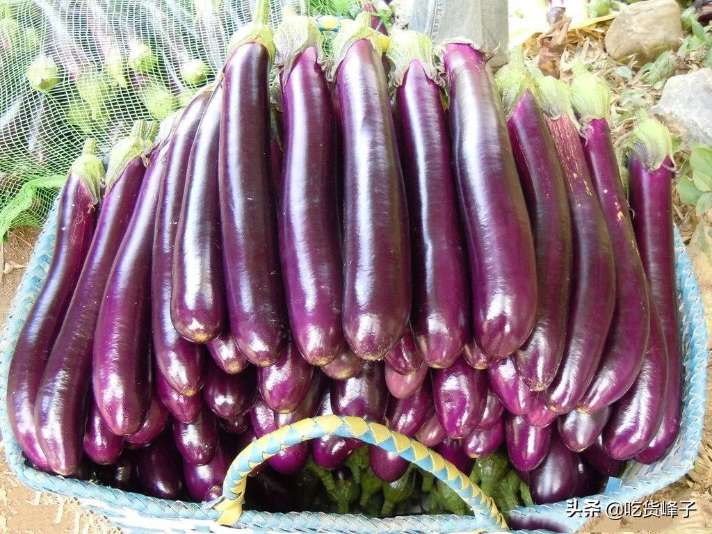 买长茄子是直的好还是弯的好 (买茄子选直的还是弯的看准这3点)