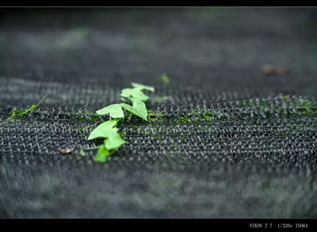 七工匠35mmf1.4和50mmf1.8,七工匠55mmf1.4价格