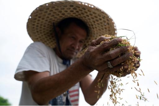 拼多多泰国榴莲尝鲜,泰国榴莲在拼多多上卖