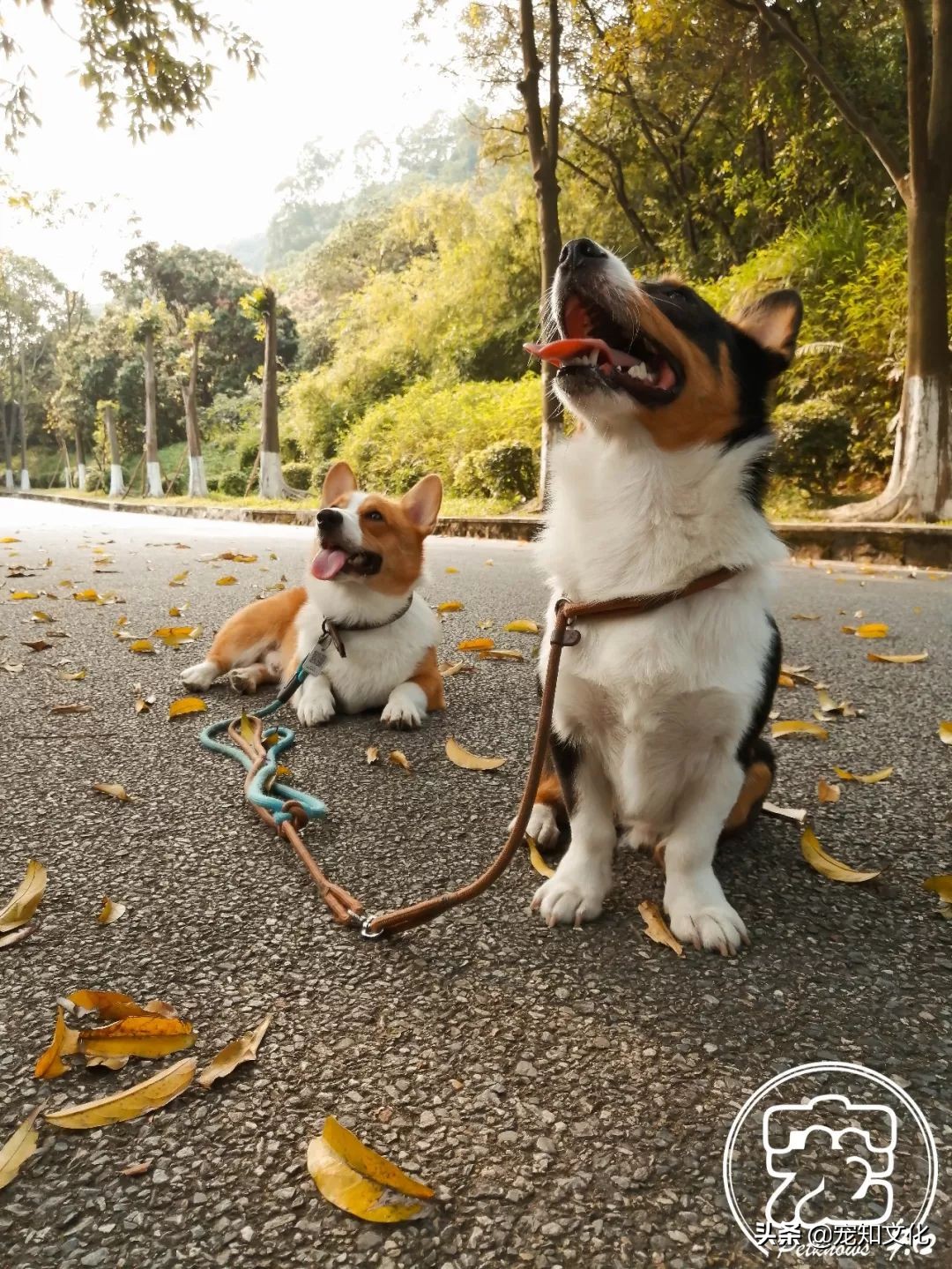 广州南沙黄山鲁森林公园攻略,广州附近可以带宠物的旅游景点