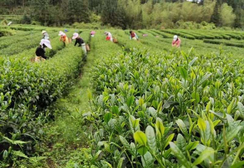 韶关善美直播,善美韶关现场直播活动