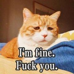 驯养猫咪法则,如何养猫咪全攻略