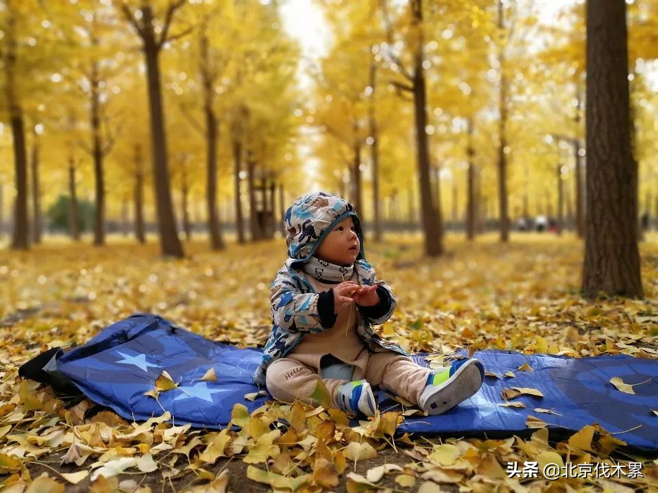带宠物遛娃好去处,遛娃遛狗一起来