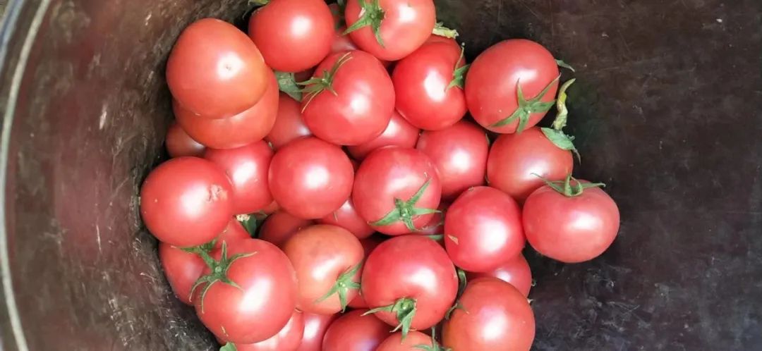 CBD里的Chloe、AmandaandKatharine，都在㳽到脑壳买农副产品