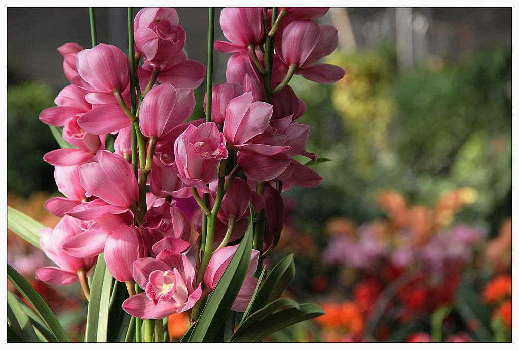 兰花怎么养成值钱的兰花呢,这五种兰花越养越值钱