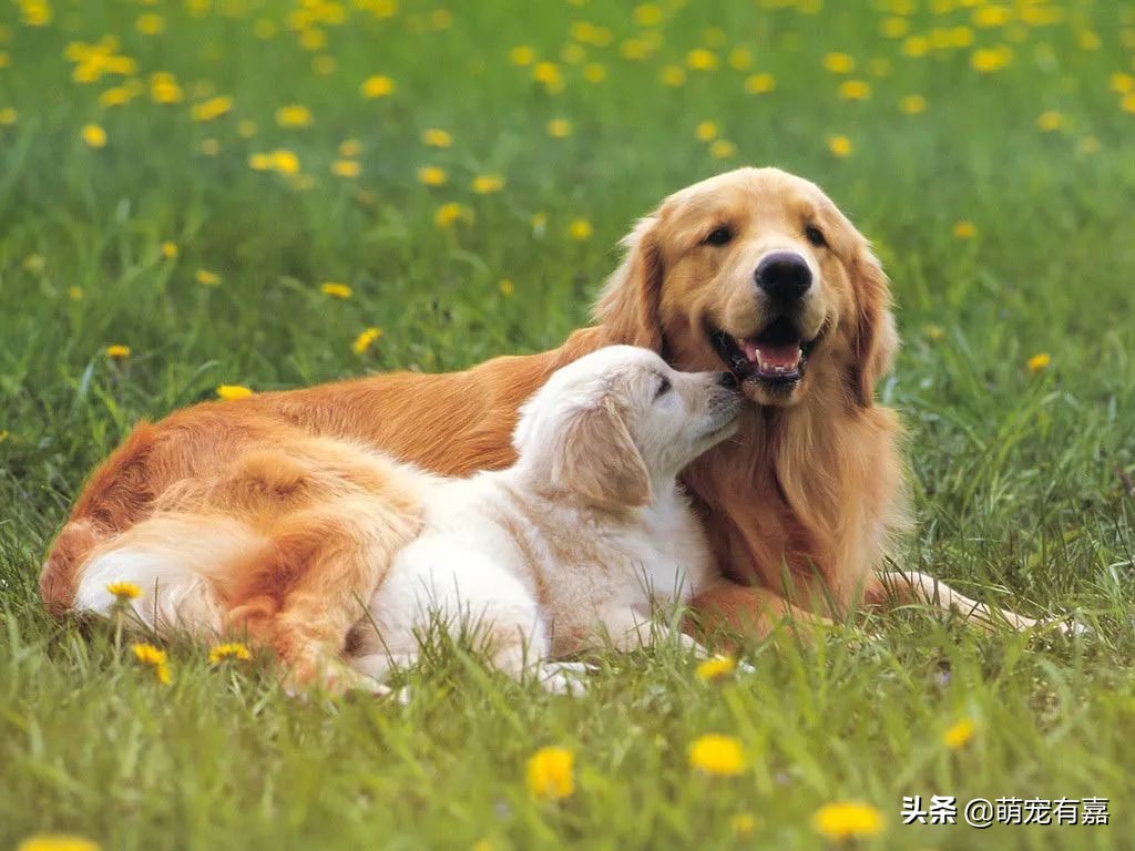 狗狗是否可以吃猪肉？分享犬旋毛虫病的七个知识点，早发现早治疗