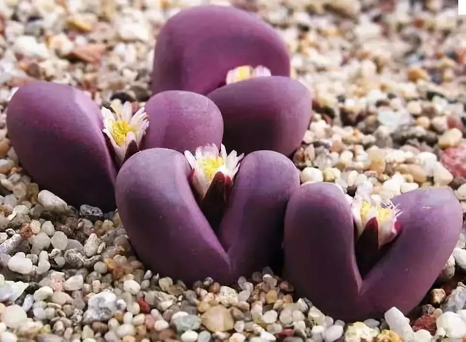 天价名贵药材,最贵的植物排行榜前十名