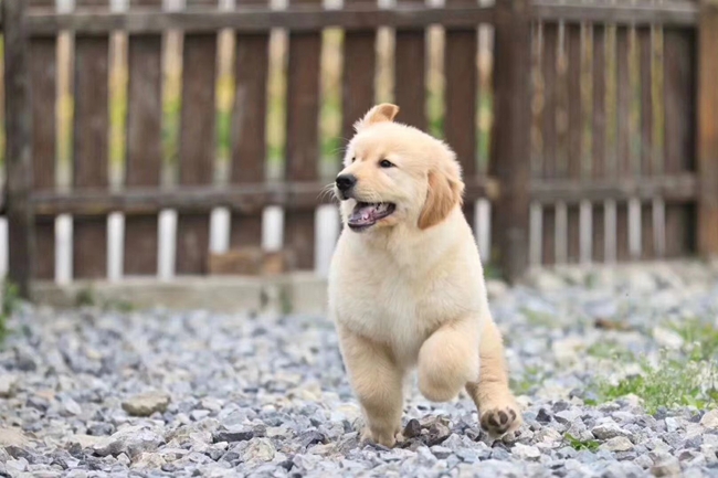 金毛眼睛发红怎么回事,金毛过敏症状有哪些