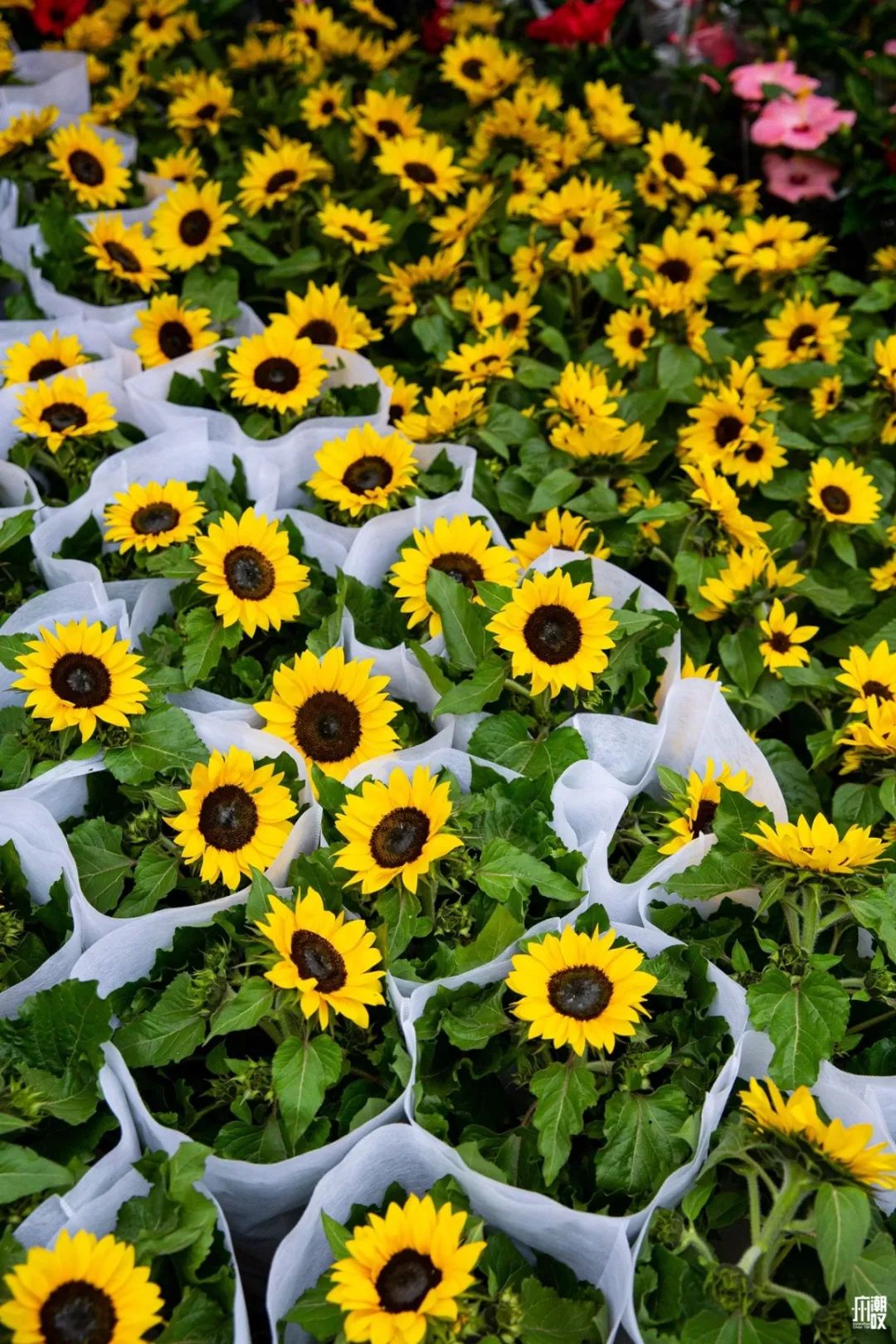 广州最便宜的花卉市场1块钱,广州岭南花卉市场买花攻略