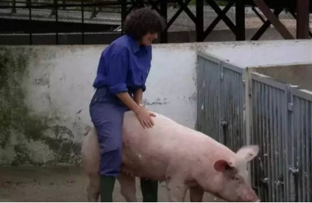 母猪为啥要排毒,母猪为什么要保健净化