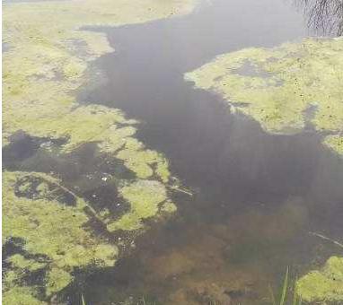 河蟹里面的青苔怎么处理,河蟹塘控制青苔