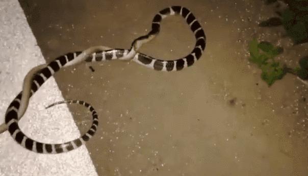 金环蛇是不是比银环蛇稀有,金环蛇到底有多可怕