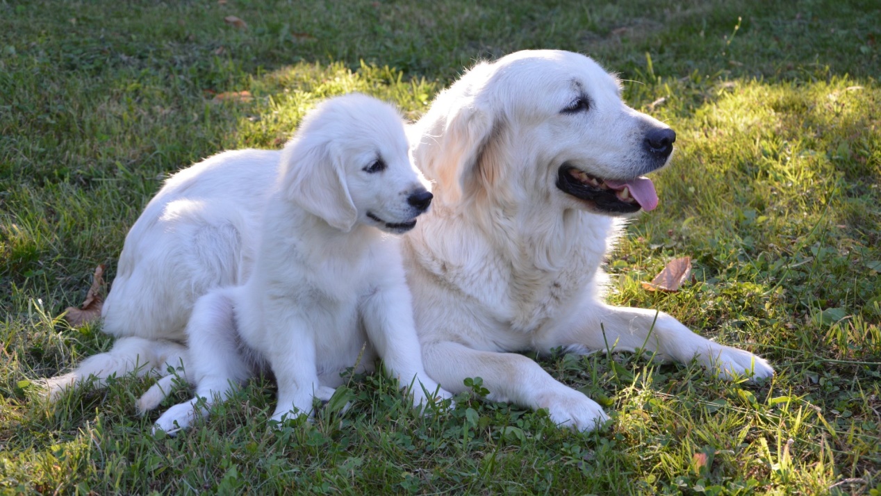 金毛怀孕攻略,金毛怀孕一个月需要注意什么