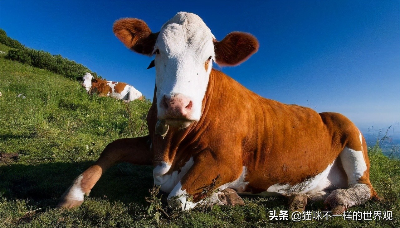 不断挑衅中国的澳大利亚,出口中国市场的牛肉被俄罗斯取代