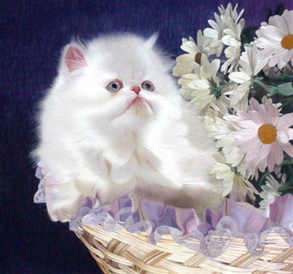 苏绣制品有哪些,苏绣全手工的和机绣的区别在哪里