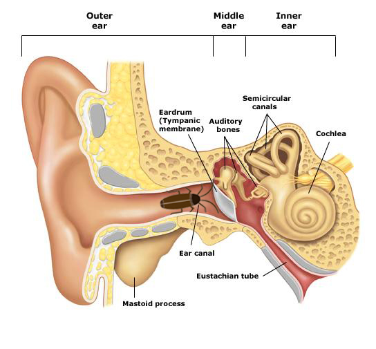 蟑螂为什么喜欢在插座底下下崽,蟑螂为什么喜欢钻入耳朵