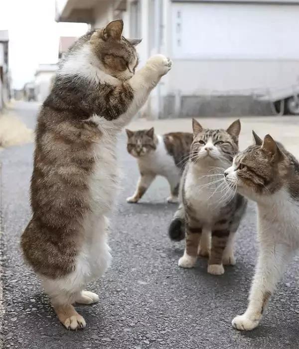 彩票店招财猫图片大全,招财猫中奖彩票