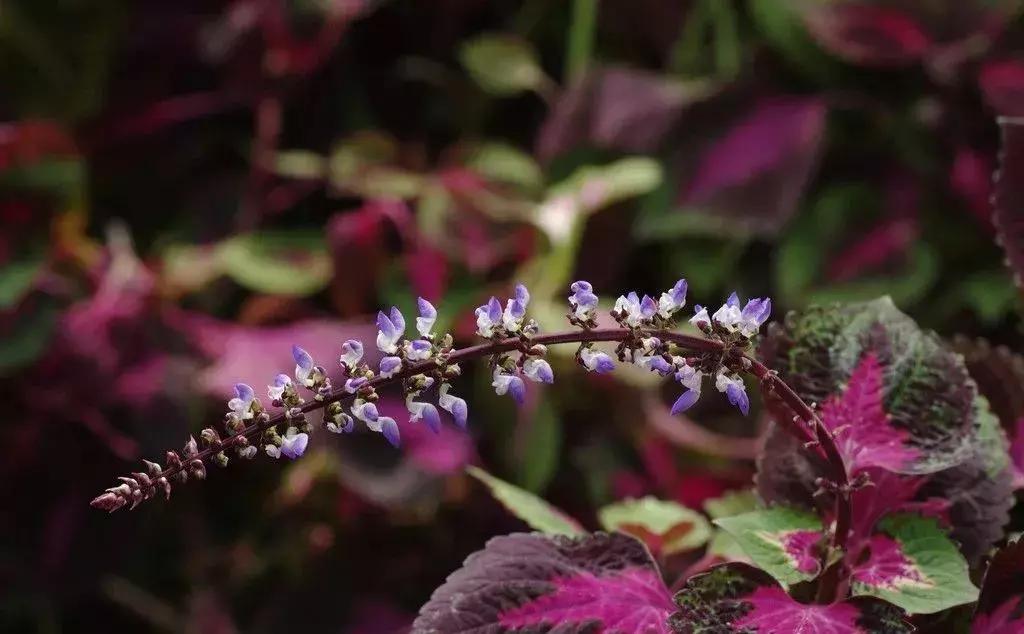 那些你绝对想不到的榨油作物，真是给古人的智慧跪了