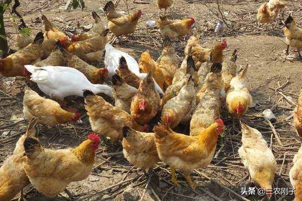 养殖土鸡的销售技术有哪些,土鸡市场销售模式