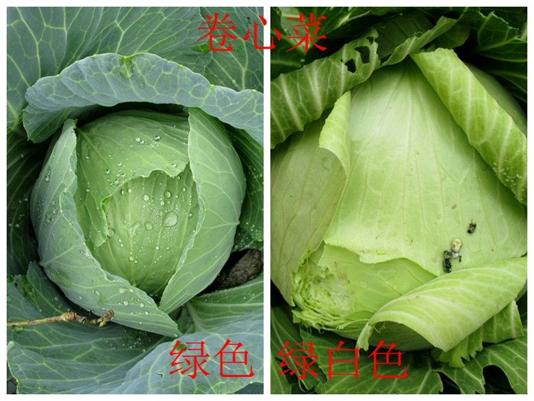 蔬菜档案甘蓝类,甘蓝蔬菜档案介绍