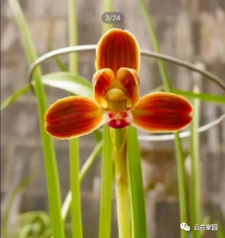 这5款红色的多肉好看好养到爆,五种最香的兰花品种