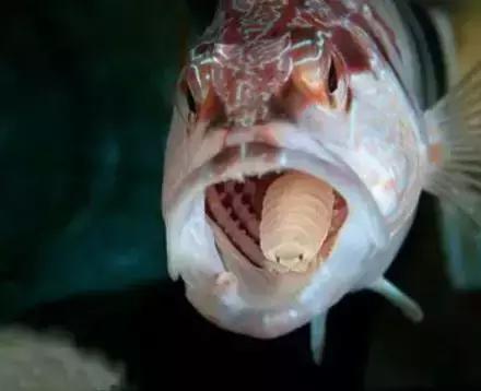 鱼类寄生虫有哪些,鱼类寄生虫的科普知识