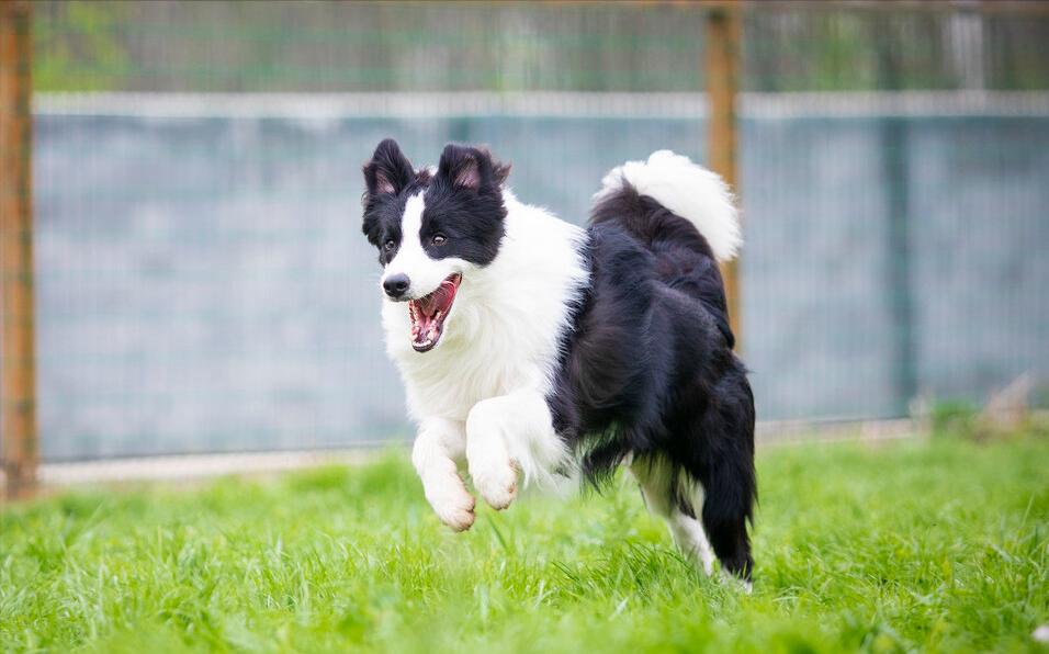 边牧犬是最聪明的吗,边牧犬有多聪明