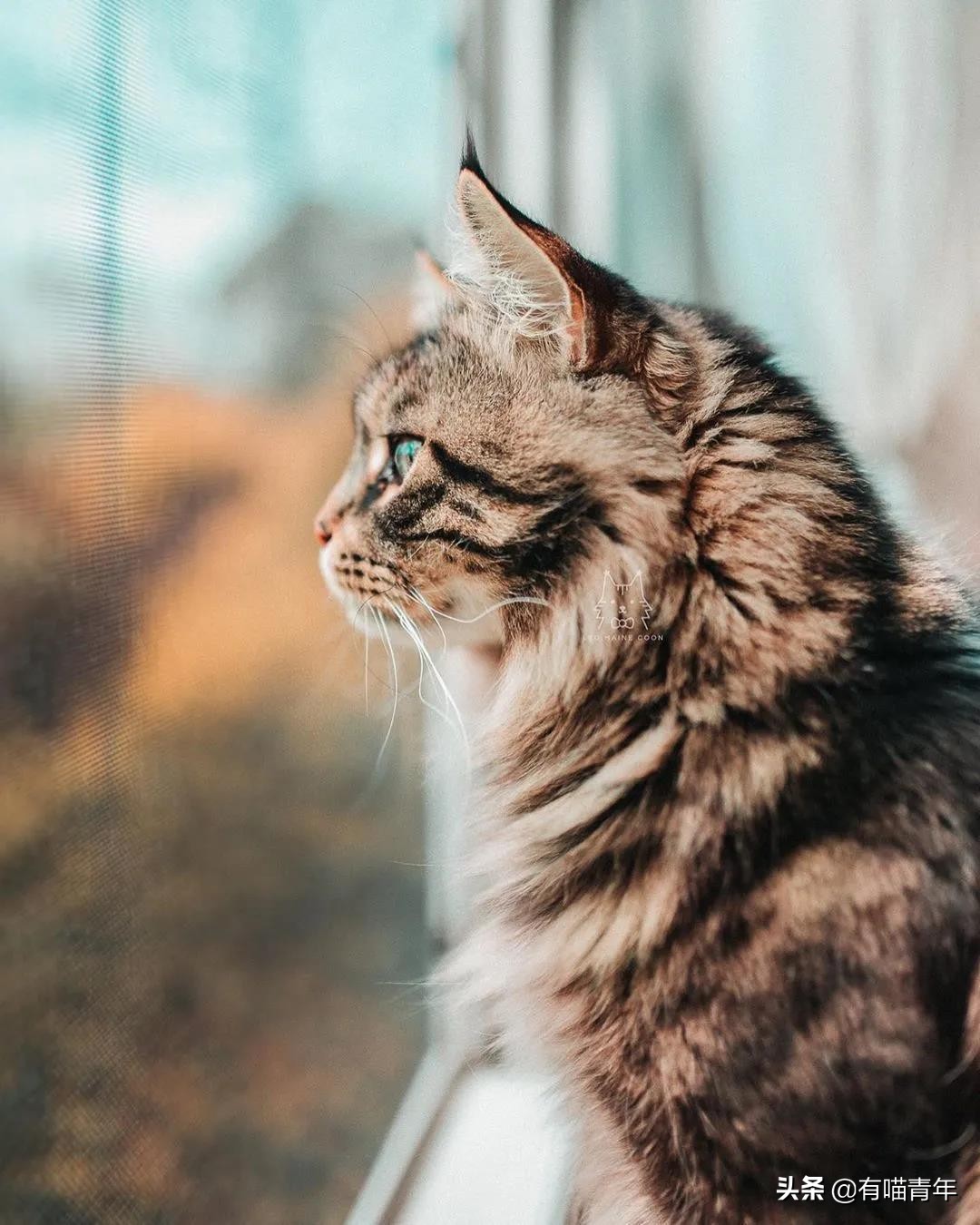 缅因猫看着很吓人但是很温柔,缅因猫真的有20万一只么