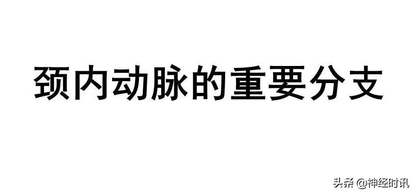 脑动脉解剖学讲解,基底节区脑血管解剖