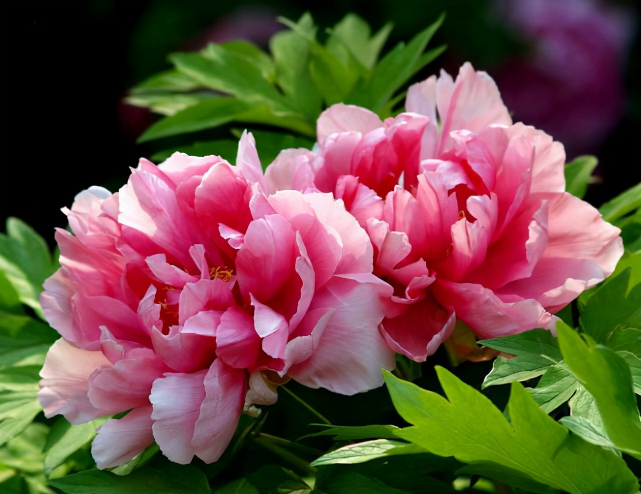 生活中常见的花语大全,生活中常见花卉花语