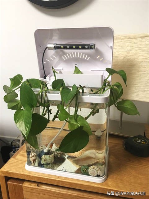 冬天办公室的绿萝要不要浇水,绿萝冬天烂根怎么处理