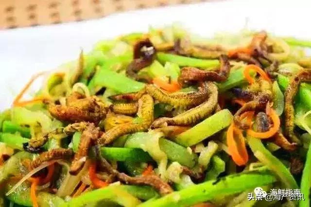 可以吃的海虫都有哪些,沙虫海肠的区别