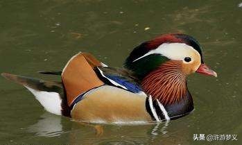 常见但是说不出名字的动物,六种不常见的鸟