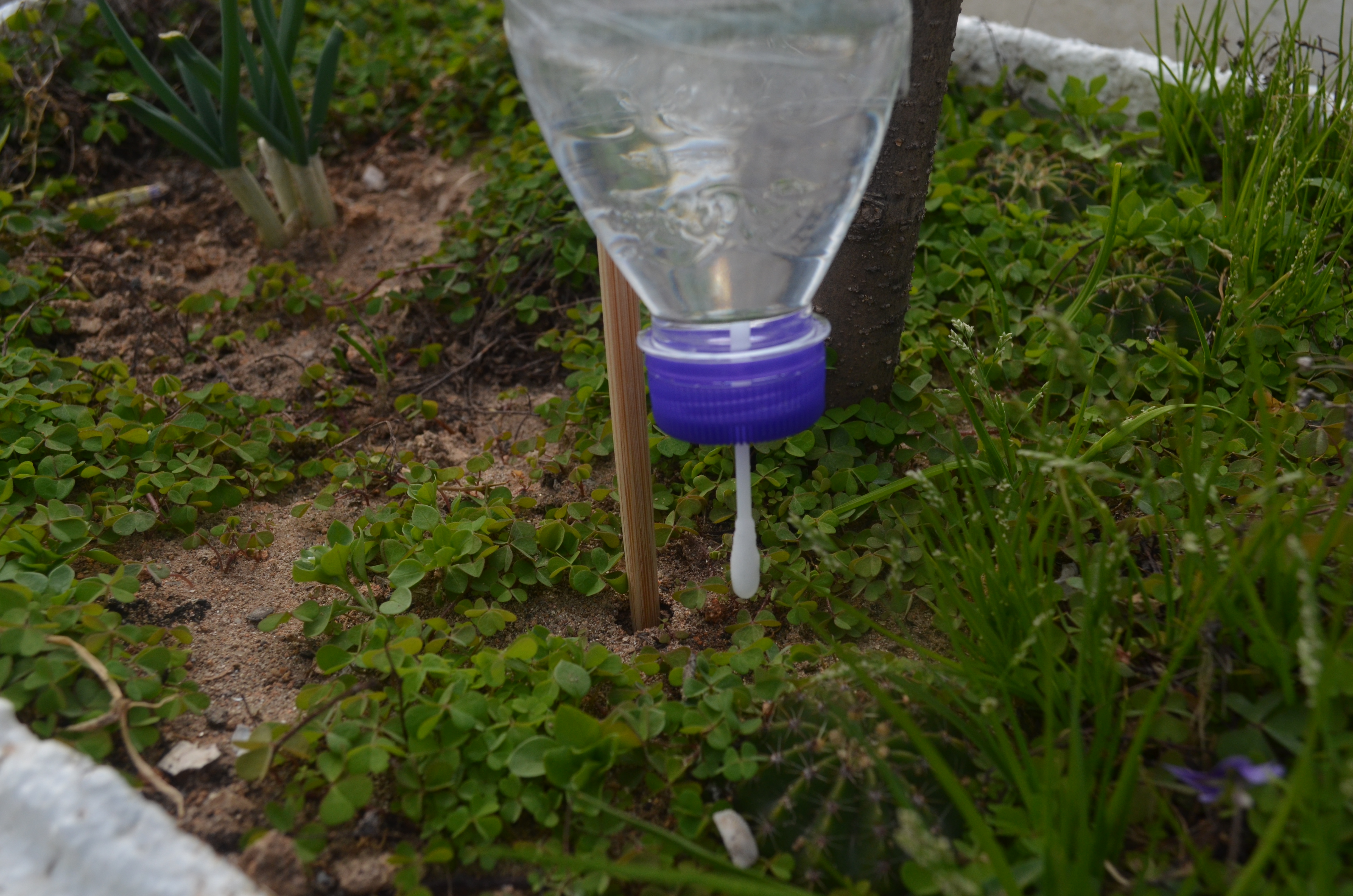 自制浇水器用棉签能用两月吗,用棉签做自动浇水器