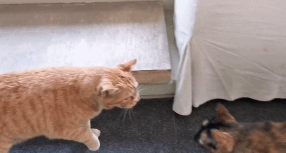 二十多岁进宫,在紫禁城中撸猫8年,她揭开了不为人知的故宫往事