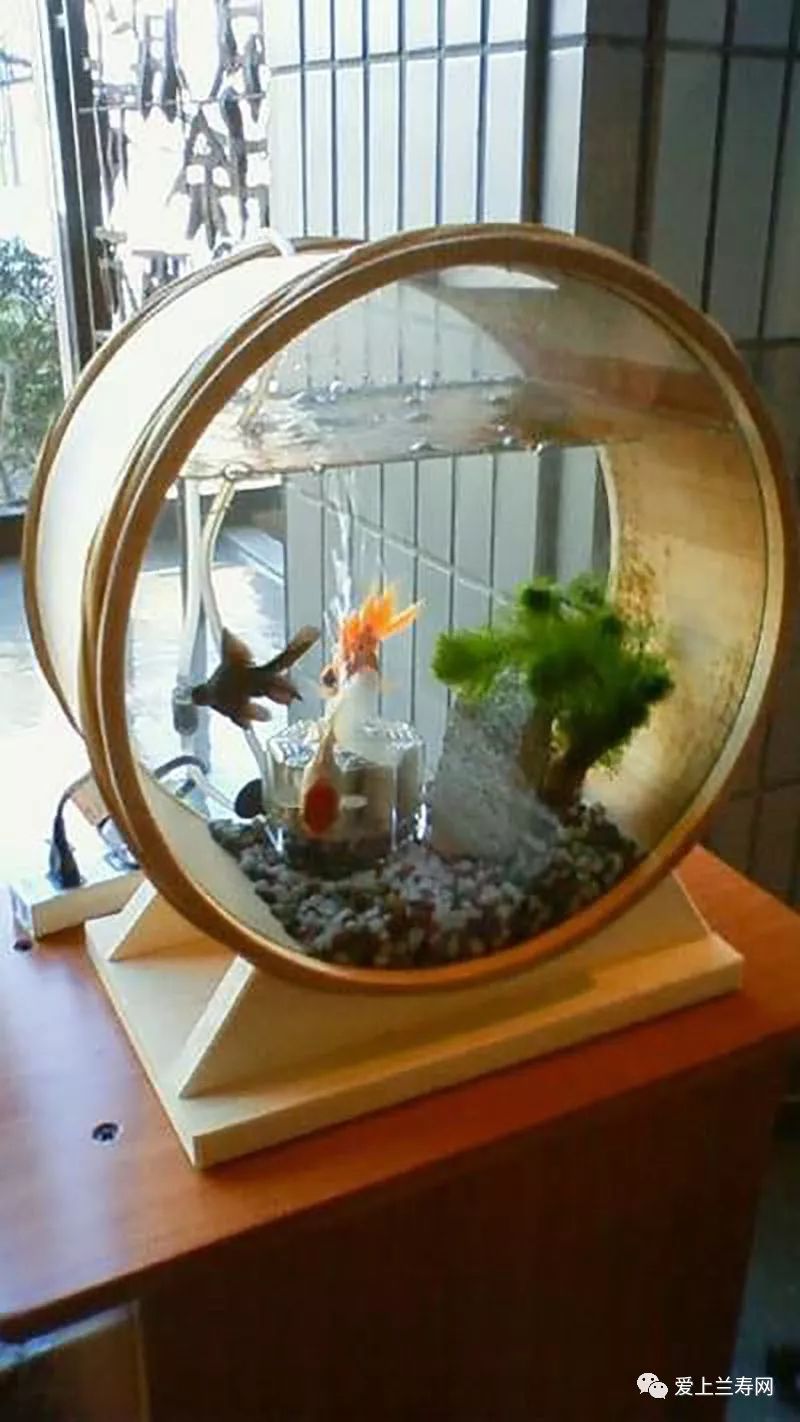 鱼缸五十种鱼,家庭鱼缸养什么鱼更容易存活