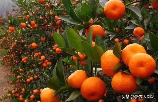 缺钙、缺镁、缺锌，不用愁，果农用它！三大元素，一次搞定！