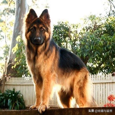 世界上昂贵的25个犬种
