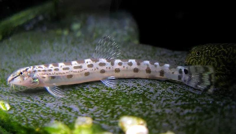 野生泥鳅品种图片大全大图,最大的泥鳅图片大全