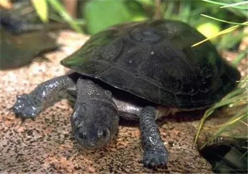 土霉素可以给乌龟治疗哪些疾病,乌龟常见疾病与防治方法合集