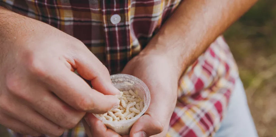 昆虫蛋白食品,昆虫蛋白医药