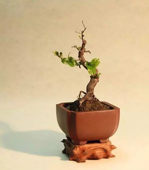 雀梅的习性,雀梅怎样认识