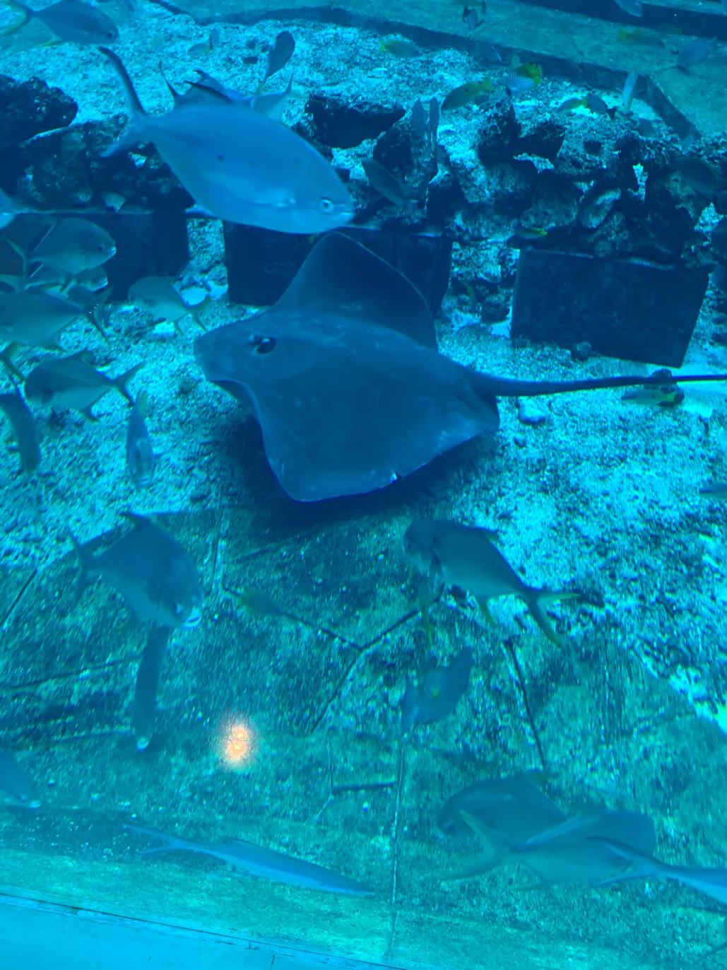 三亚旅游攻略15天自由行必备,三亚旅游攻略6夜7天自由行