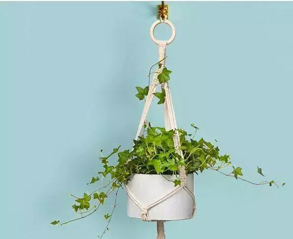 绿色具有代表性的植物,绿色植物好看的有哪些