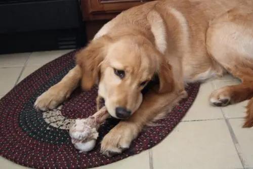 狗狗为何这么喜欢啃骨头又没肉,狗狗为什么都喜欢大骨头